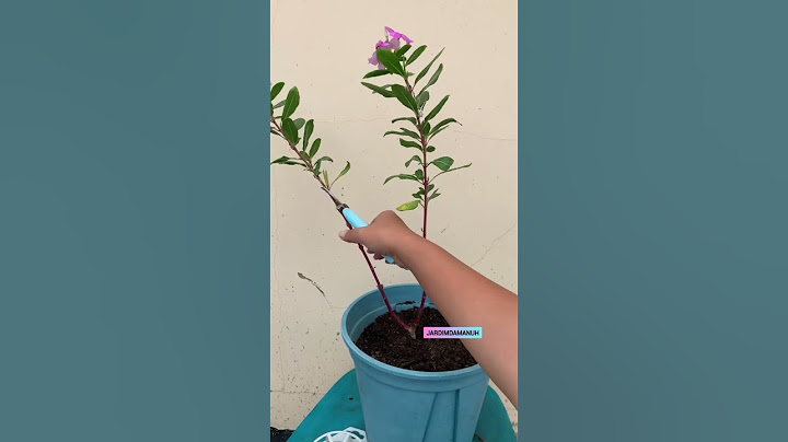 transforme suas vincas em mini árvore  #vinca #planta #jardim #jardinagem