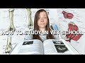 How to study in vet school study tips for anatomy physiology and clinical medicine