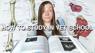 HOW TO STUDY IN VET SCHOOL: study tips for Anatomy, Physiology and Clinical Medicine!