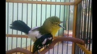 Masteran Sirpu/ Sertu/Cipoh kacat (Aegithina tiphia)/ Common Iora (Bird Watching)