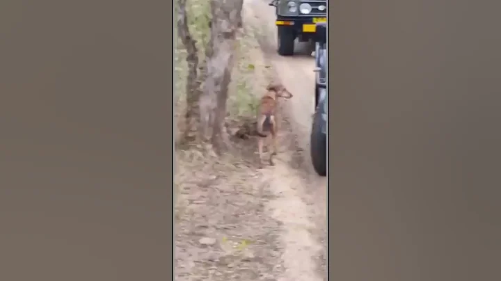 Tiger attack Dog - Ranthambore India - DayDayNews