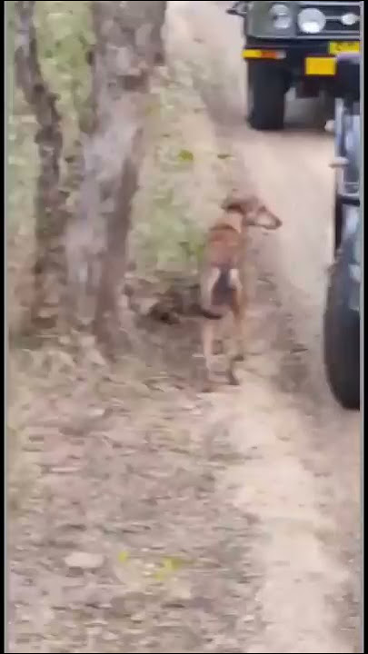 Tiger attack Dog - Ranthambore India