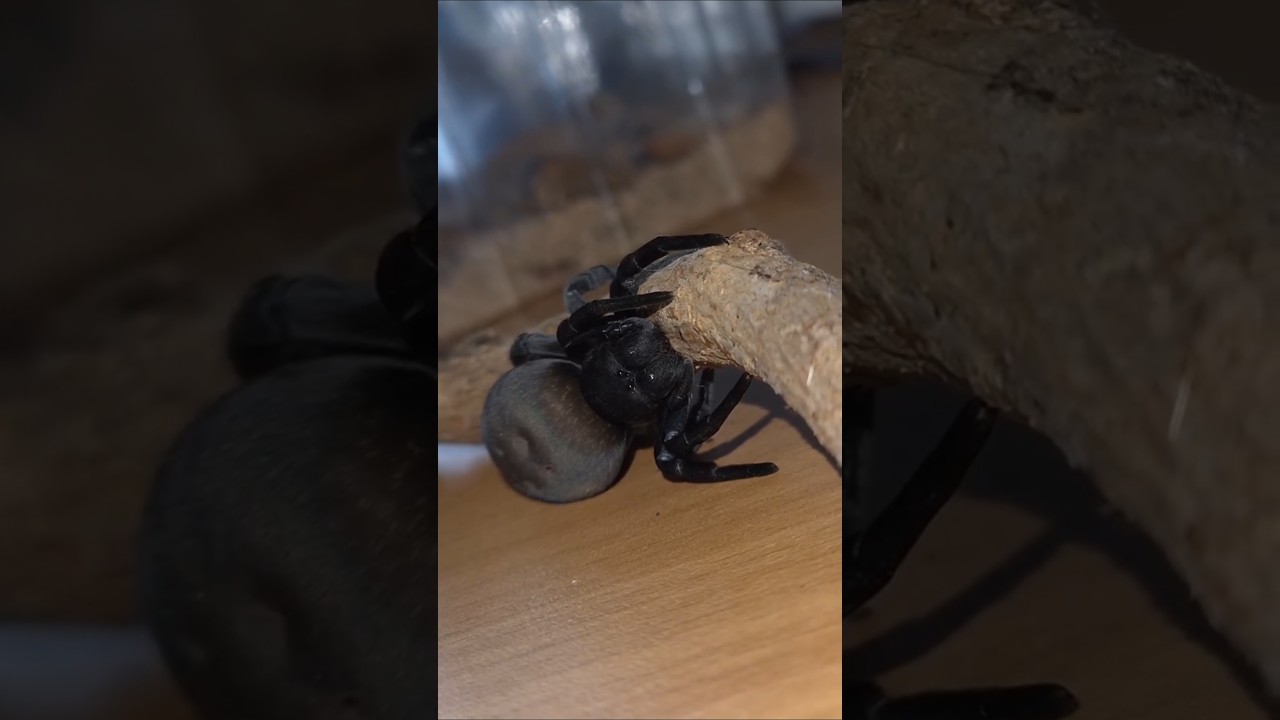 L'araignée la plus mignonne !