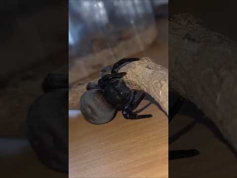 L'araignée la plus mignonne !