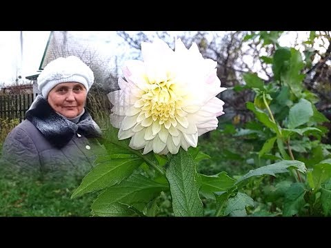 фиалка сашенька фото онлайн