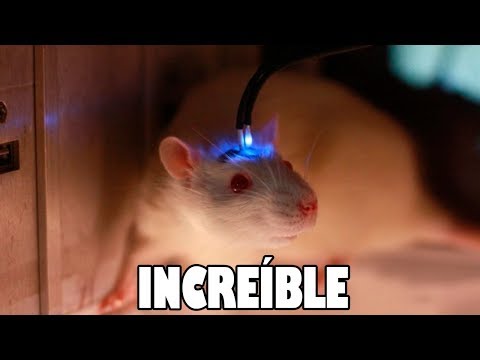 Vídeo: Los Científicos Criaron Ratas Con Un Mini-cerebro Humano - Vista Alternativa