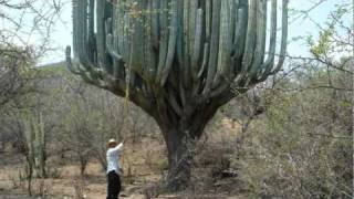 Video thumbnail of "Música Regional de Oaxaca - El Feo (Nanga Ti Feo)"