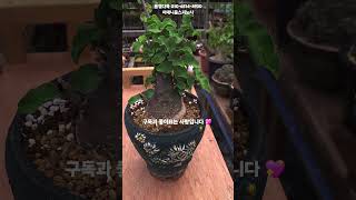 #통영다육 #아데니움스피노사#plants #succulent #다육이
