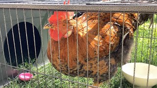 Buddy the rooster was dumped 😨