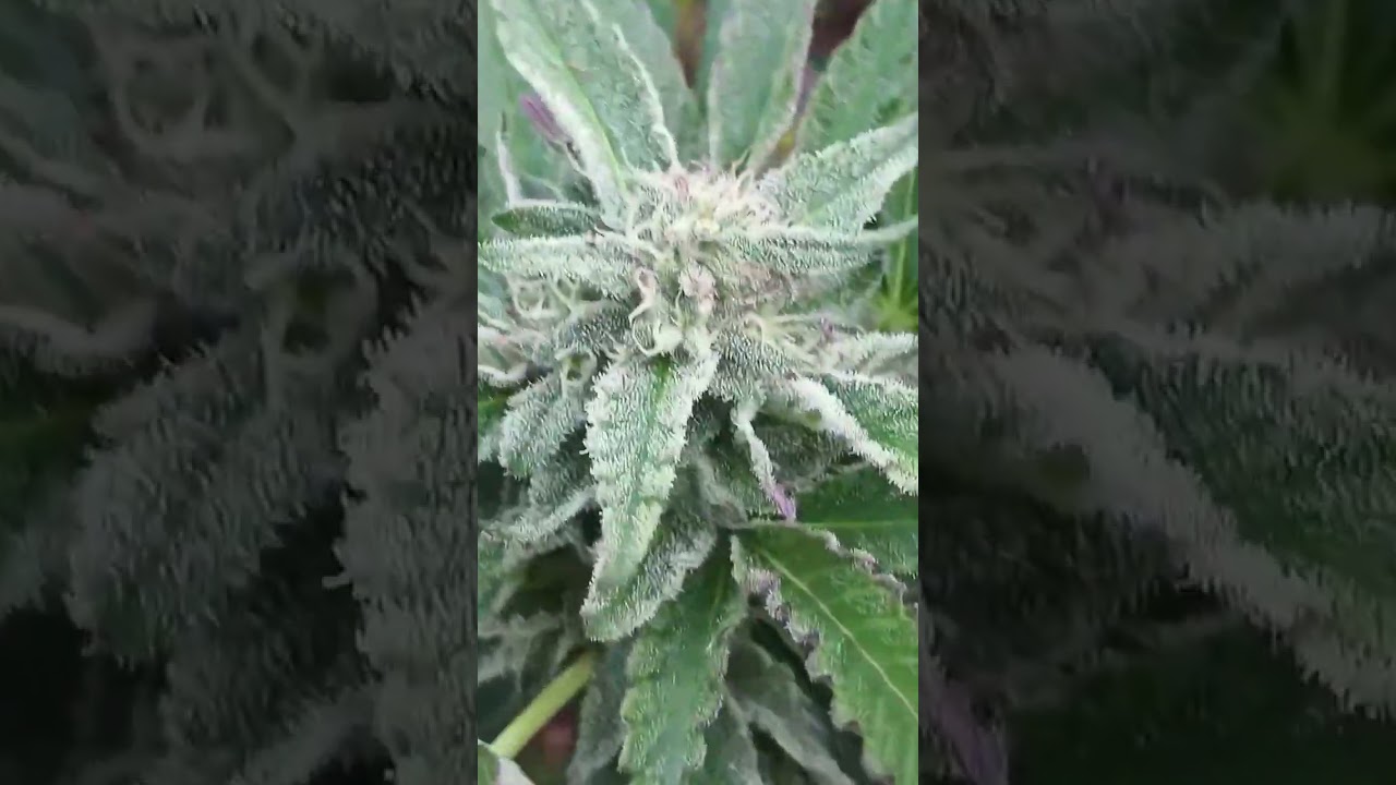 2025 CHOCOLATE RAINBOW SENSI SEEDS GROW