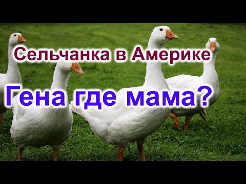 видео: Сельчанка в Америке. Гена где мама