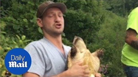 Man picks up snapping turtle out and gets bit in the face