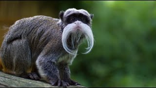 Bearded Emperor Tamarinvery Impressive Moustaches...and Beards