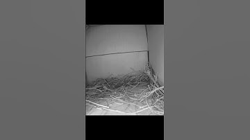 Bird Nest Cam Day-05, Highlights-Oriental Magpie-Robin (വണ്ണാത്തിപ്പുള്ള്) Nesting #birdnest
