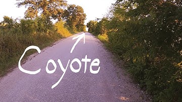 Coyote runs across road in front of Amputee Cyclist Aaron Smith near Gainesville, TX