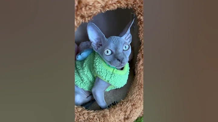 Watch the video about Baby hairless cat with the most beautiful eyes #sphynx #catbreed #sphynxismyworld #cat #hairlesscats
