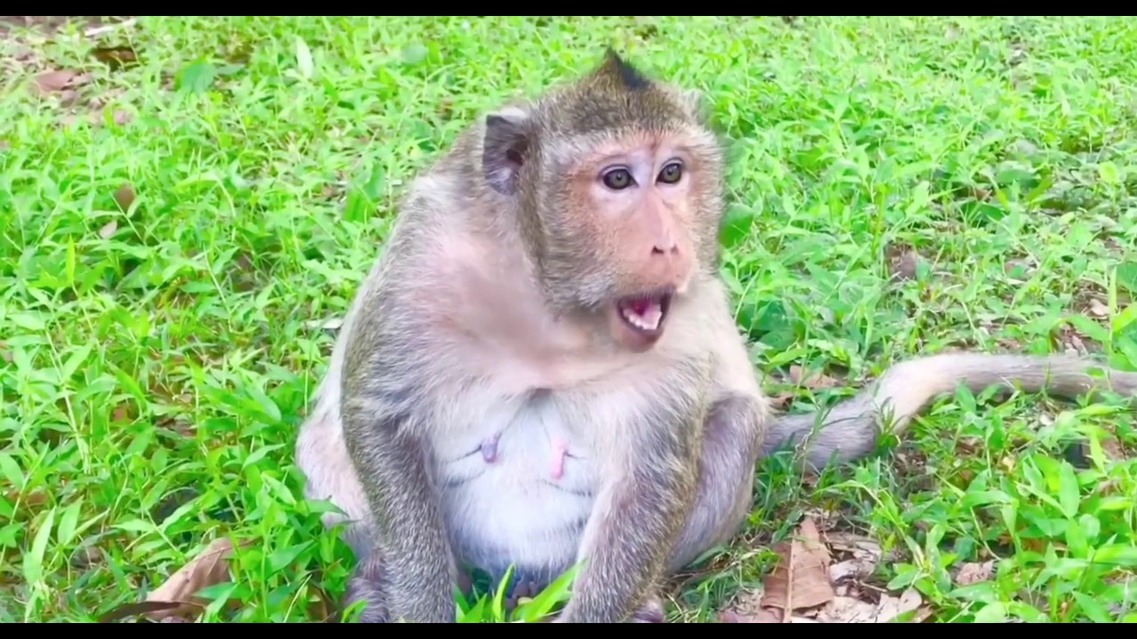 #The monkeys in Angkor land Cambodia.How to live monkeys in Prey NoKor ...