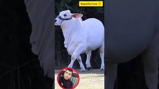 Gorur Video Guru Tiktok