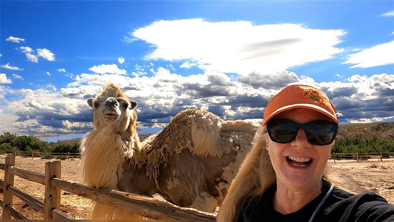 Las Vegas’s Best Kept Secret: A Camel Safari - YouTube