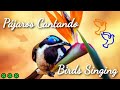 🌈🌄PÁJAROS CANTANDO por la MAÑANA 2021 | 2 Horas | BIRDS SINGING in the MORNING | 2 Hours 🌲🕊🦋🦜🪐