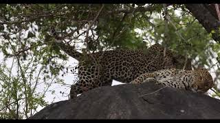 Two Leopards Share an Incredible Moment Right in Front of Us! 🐆🐆