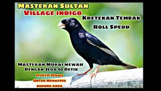 Masteran Murai Sultan Village Indigo Tembakan Serem..