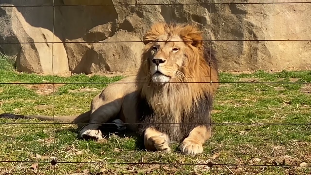 八木山動物公園 ライオン サン - YouTube