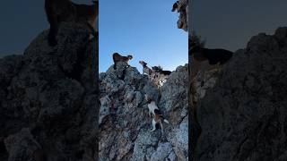 mountain lion tracked to the very top of the mountain! #hunting #lions #hunter #dogs #coachella