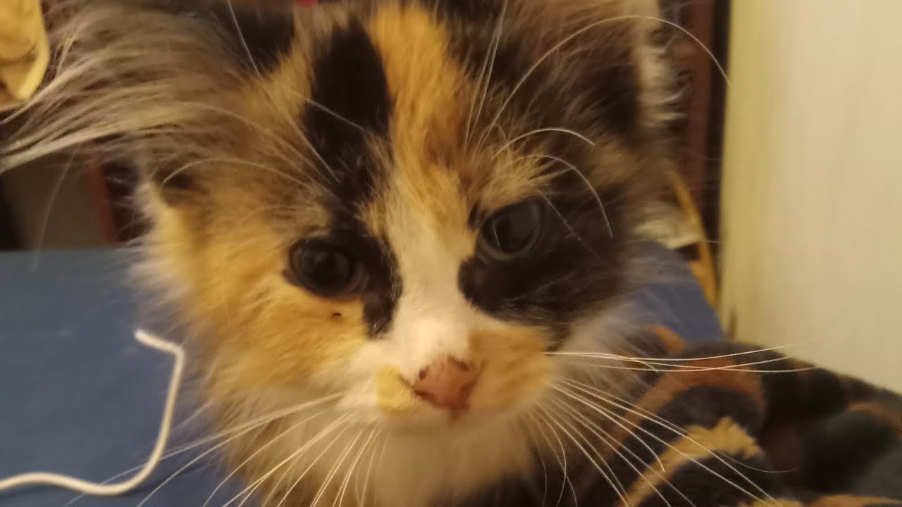 Marmalade playing!!!!!!! YouTube