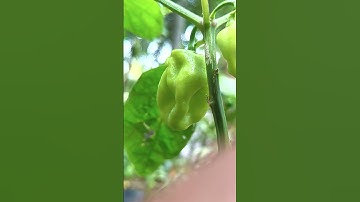 What is the name of this plant? Please comment. #trending #nature #video