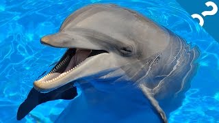 5 of the Smartest Animals | What the Stuff!