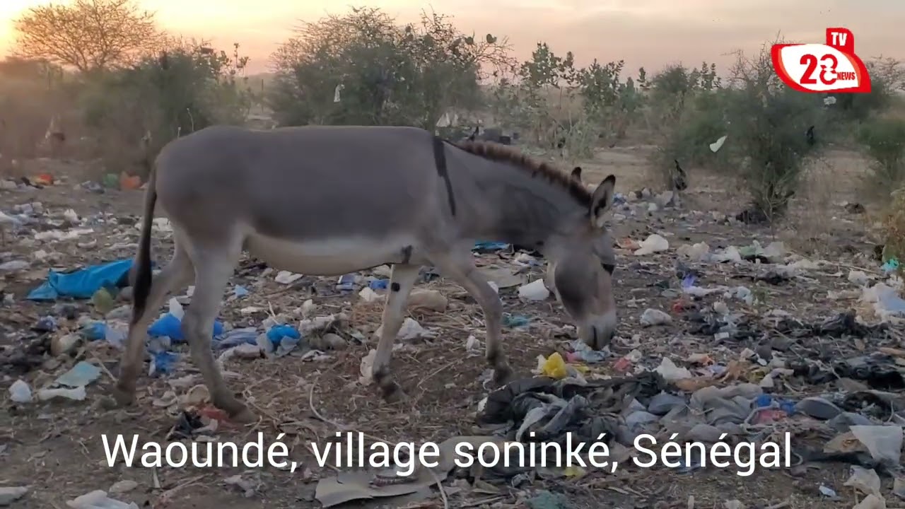 Voyage à Fouta, waoundé Sénégal