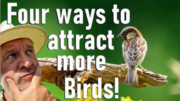 Vier manieren om uw wintertuin te transformeren tot een paradijs voor vogels!