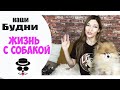 ЧЕМ МЫ УКРАСИМ НОВОГОДНЮЮ ЕЛОЧКУ | Жизнь с Собакой