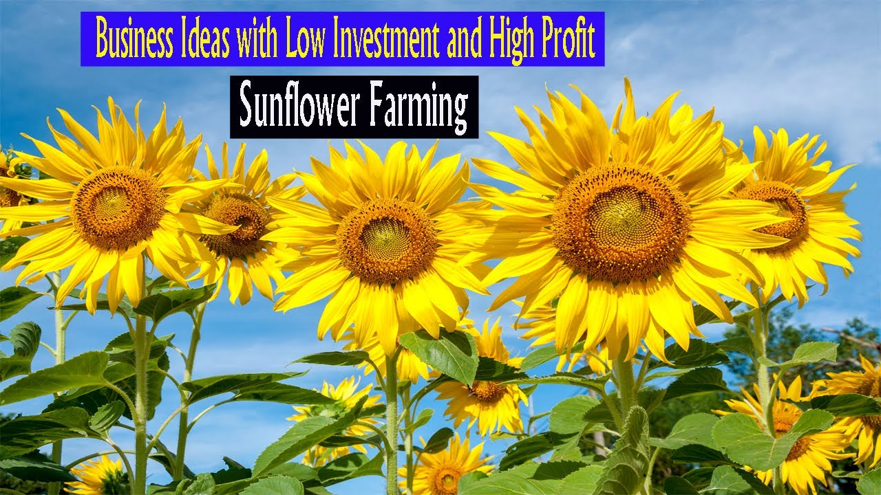 business plan for sunflower farming