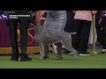 Wirehaired German Pointers | Breed Judging 2020 の動画、YouTube動画。