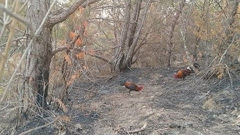 Cuab qaib qus 26/2/2020