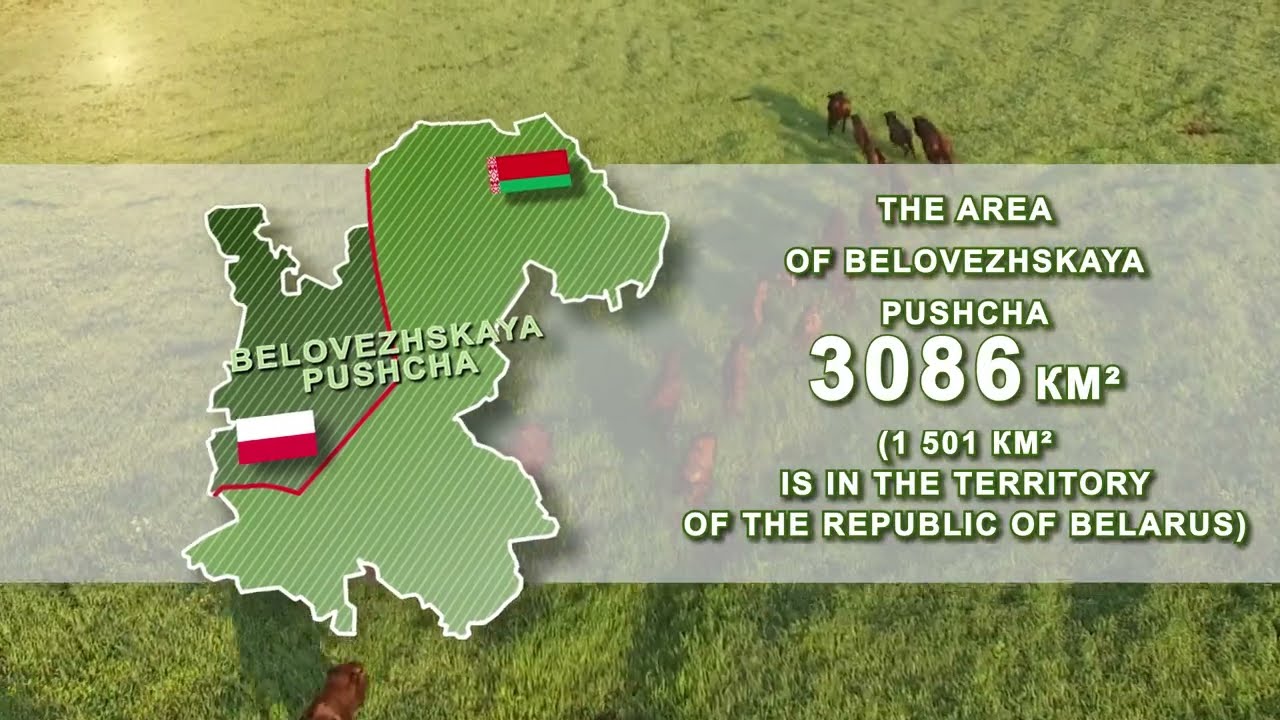 Belovezhskaya Pushcha: 