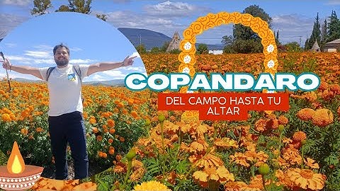 CAMPOS de CEMPASÚCHIL