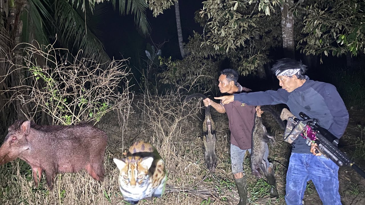 BERBURU MUSANG JUMPA RAJA BABI HUTAN|| melihat kucing hutan mengawan di malam hari