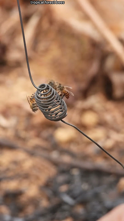 how Forced to make honey