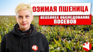 Весеннее обследование посевов озимой пшеницы | Выращивание озимых | Растениеводство