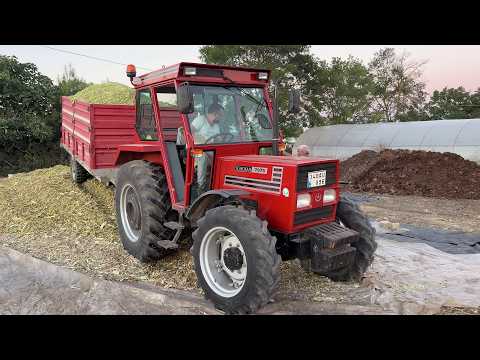 50 TON MISIR SİLAJI YAPTIK / SİLAJ 2026