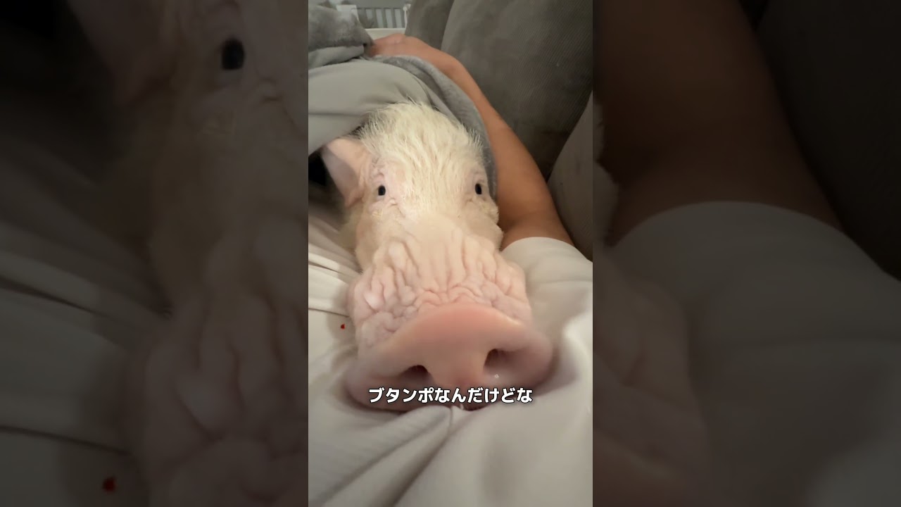 可愛いけど…