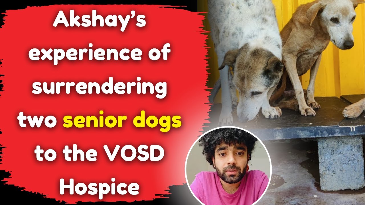 Akshay’s experience of surrendering two senior dogs to the VOSD Hospice ...