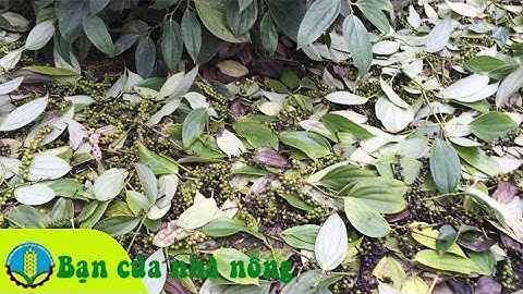 Kinh nghiệm, kỹ thuật hạn chế rụng trái cho cây tiêu vào mùa mưa