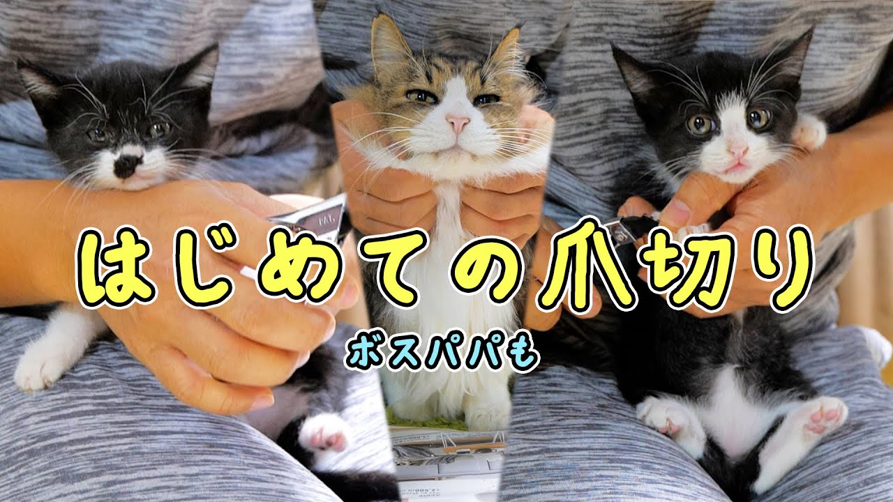 同じ姉妹なのにこの違い💦手に汗握るお転婆子猫たち初めての爪切り🐈🐈【仲良し子猫姉妹の成長記録】