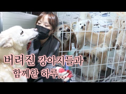I visited an animal shelter. A day full of thoughts.