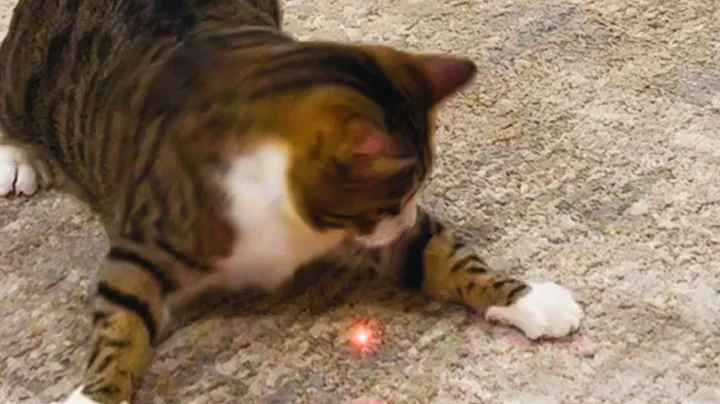 Animals Vs. Laser Pointer - Animals Chasing Laser Pointer Compilation || PETASTIC 🐾