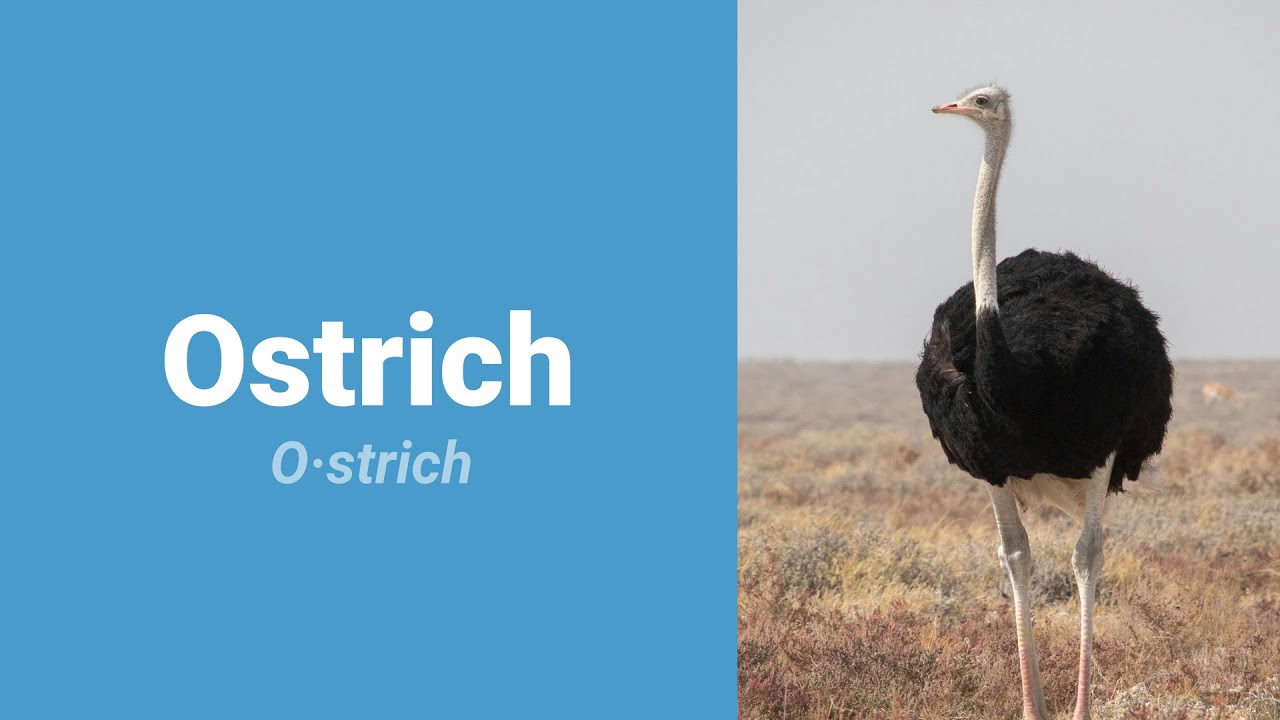 How to Pronounce Ostrich? YouTube